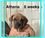 Puppy Athena Cane Corso