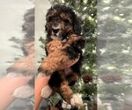 Small #1 Poodle (Miniature)-Sheepadoodle Mix