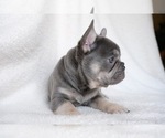 Small Photo #2 French Bulldog Puppy For Sale in CROUSE, NC, USA