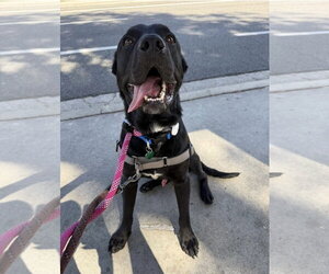 Ralphie - Male Labrador Retriever-Unknown Mix Dog for Adoption - Photo #2