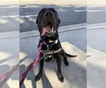 Small #1 Labrador Retriever Mix