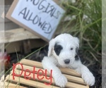 Small Photo #7 Sheepadoodle Puppy For Sale in INDIAHOMA, OK, USA
