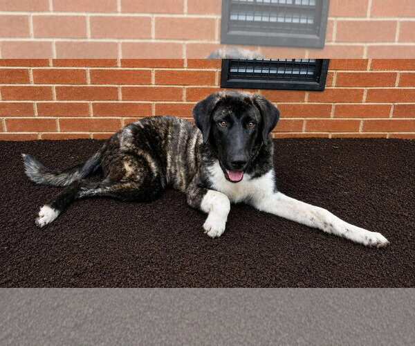 Medium Photo #1 Anatolian Shepherd Puppy For Sale in Murfreesboro, NC, USA