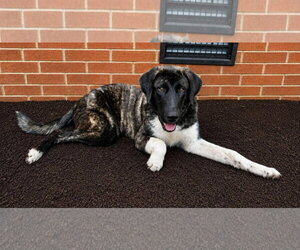 Anatolian Shepherd Dogs for adoption in Murfreesboro, NC, USA