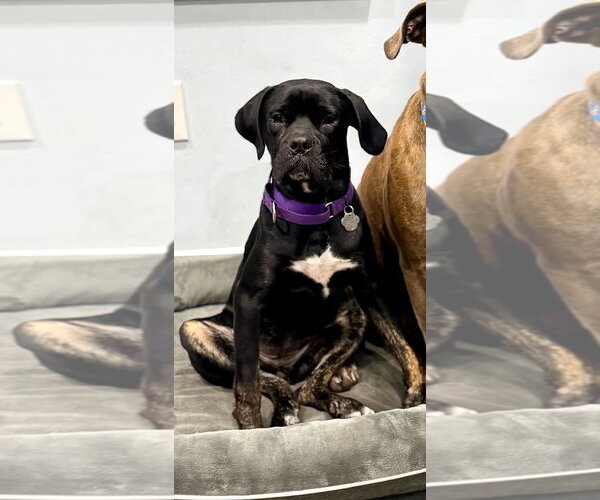 Medium Photo #4 Mutt Puppy For Sale in Rockville, MD, USA