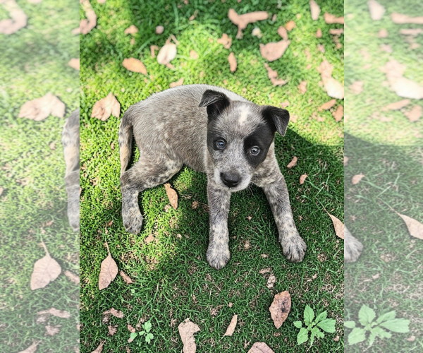 Medium Photo #2 Mutt Puppy For Sale in McKinney, TX, USA