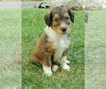 Small #3 Cadoodle