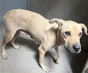 Chinese Shar-Pei-Unknown Mix Dogs for adoption in San Bernardino, CA, USA