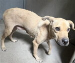 LOLA - Female Chinese Shar-Pei-Unknown Mix Dog for Adoption - Small photo