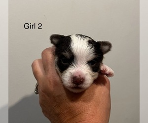 Yorkshire Terrier Puppy for sale in CAMBY, IN, USA