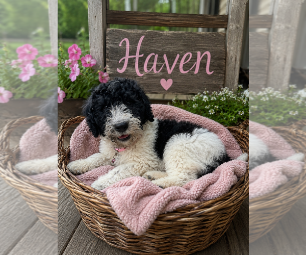 Medium Photo #1 Double Doodle Puppy For Sale in LEXINGTON, NC, USA