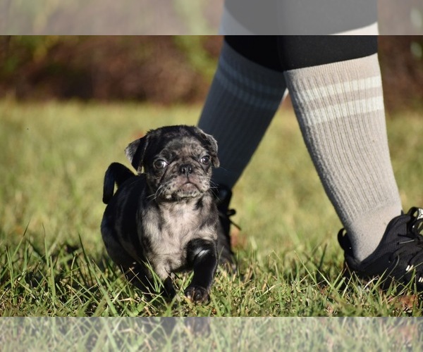 Medium Photo #2 Pug Puppy For Sale in PALM COAST, FL, USA