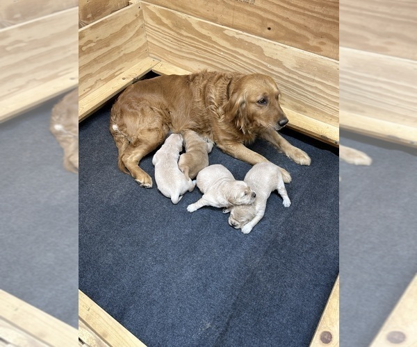 Medium Photo #5 Golden Retriever Puppy For Sale in FAYETTEVILLE, TN, USA