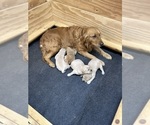 Small #4 Golden Retriever