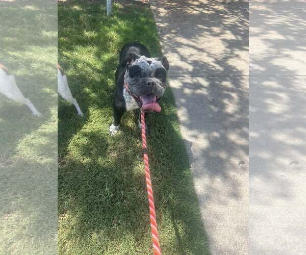 Medium Photo #3 Mutt Puppy For Sale in Rowlett, TX, USA