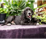 Small #7 Great Dane