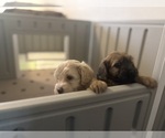 Small Photo #52 Goldendoodle (Miniature) Puppy For Sale in CAPE CORAL, FL, USA