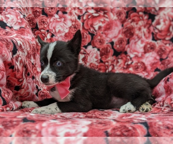 Medium Photo #2 Pomsky Puppy For Sale in ATGLEN, PA, USA