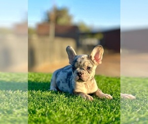 French Bulldog Puppy for sale in OCEAN ISLE BEACH, NC, USA