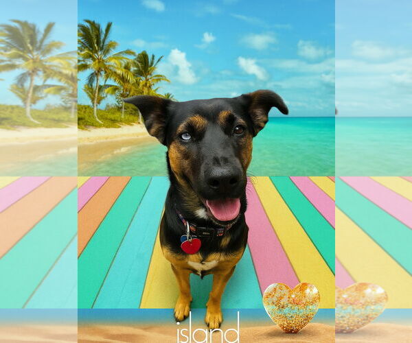 Medium Photo #4 Rottweiler-Unknown Mix Puppy For Sale in Houston, TX, USA