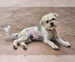 Small #3 Maltese Mix