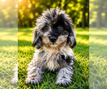 Small #60 Cavapoo (Miniature)