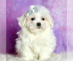 Small Photo #20 Maltese Puppy For Sale in WARSAW, IN, USA