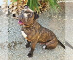 Small #11 American Staffordshire Terrier Mix