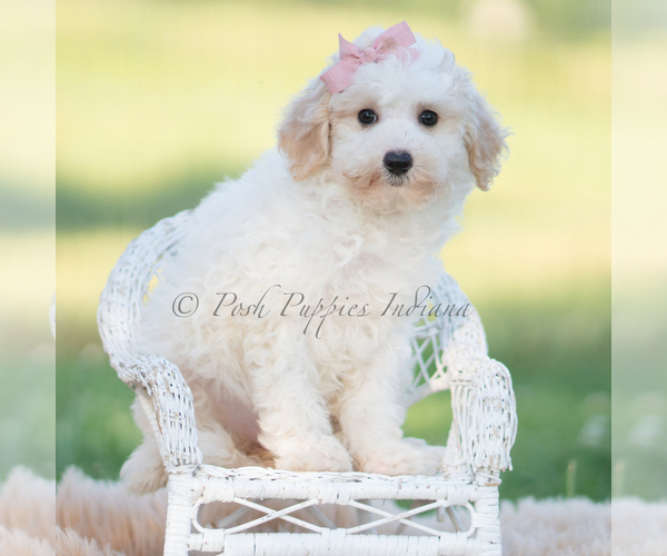 Medium Photo #2 Goldendoodle (Miniature) Puppy For Sale in WARSAW, IN, USA