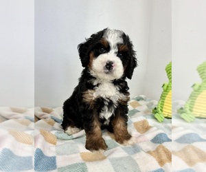 Miniature Bernedoodle Puppy for sale in FRANKLIN, IN, USA