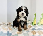 Image preview for Ad Listing. Nickname: Brody