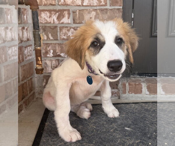 Medium Photo #3 Great Pyrenees-Unknown Mix Puppy For Sale in Dallas, TX, USA
