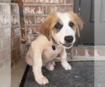 Small #2 Great Pyrenees Mix
