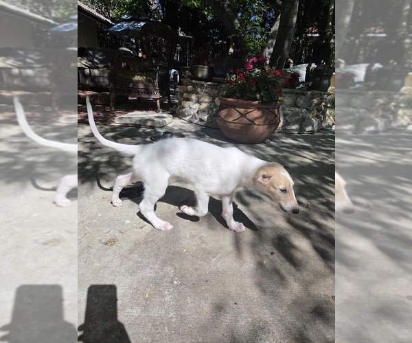 Medium Photo #4 Borzoi Puppy For Sale in YUCAIPA, CA, USA
