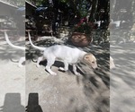 Small #3 Borzoi