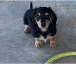 Image preview for Ad Listing. Nickname: Bobby AKC