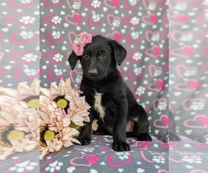 Borador-Labrador Retriever Mix Puppy for sale in OXFORD, PA, USA