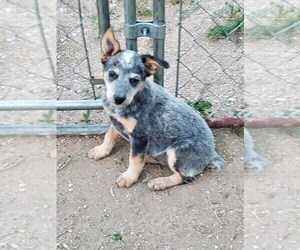 Australian Cattle Dog Puppy for sale in BRIGGSDALE, CO, USA