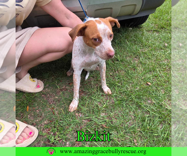 Medium Photo #4 Mutt Puppy For Sale in Pensacola, FL, USA