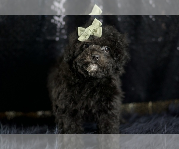 Medium Photo #5 Poodle (Toy) Puppy For Sale in WARSAW, IN, USA