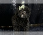 Small Photo #5 Poodle (Toy) Puppy For Sale in WARSAW, IN, USA