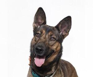 German Shepherd Dog Dogs for adoption in Santa Maria, CA, USA
