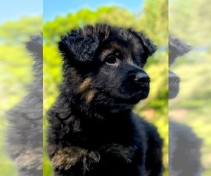 German Shepherd Dog Puppy for sale in GADSDEN, AL, USA