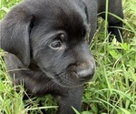 Puppy Pup 3 Diamond Labrador Retriever