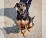 Small #1 Rottweiler Mix
