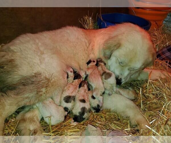 Medium Photo #2 Great Pyrenees Puppy For Sale in HAMILTON, MT, USA