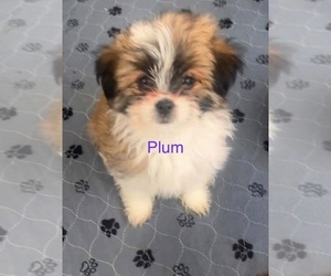 Shiranian Puppy for sale in AVOCA, MI, USA