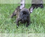 Small Photo #2 French Bulldog Puppy For Sale in CENTERVILLE, OH, USA