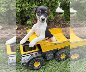 Jack-Rat Terrier Puppy for sale in MIDDLEBURY, IN, USA