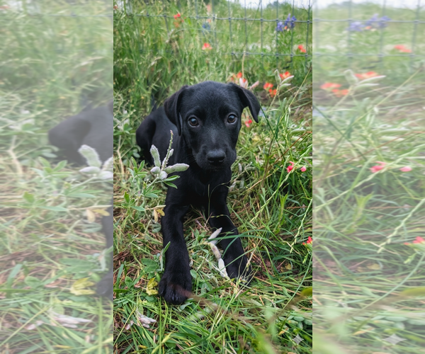 Medium Photo #1 Labrador Retriever-Unknown Mix Puppy For Sale in Fort Worth, TX, USA